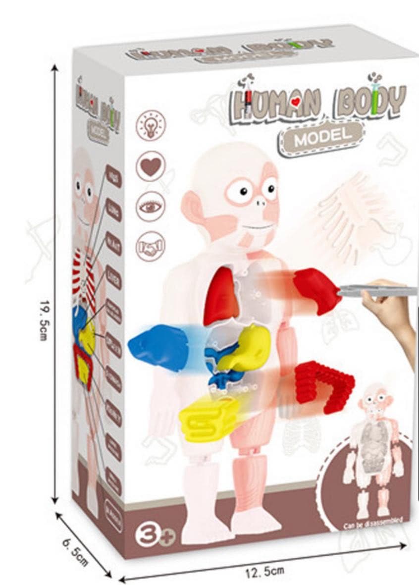 Модель человеческого тела для детей Human Body Model W603 оптом - Фото №3