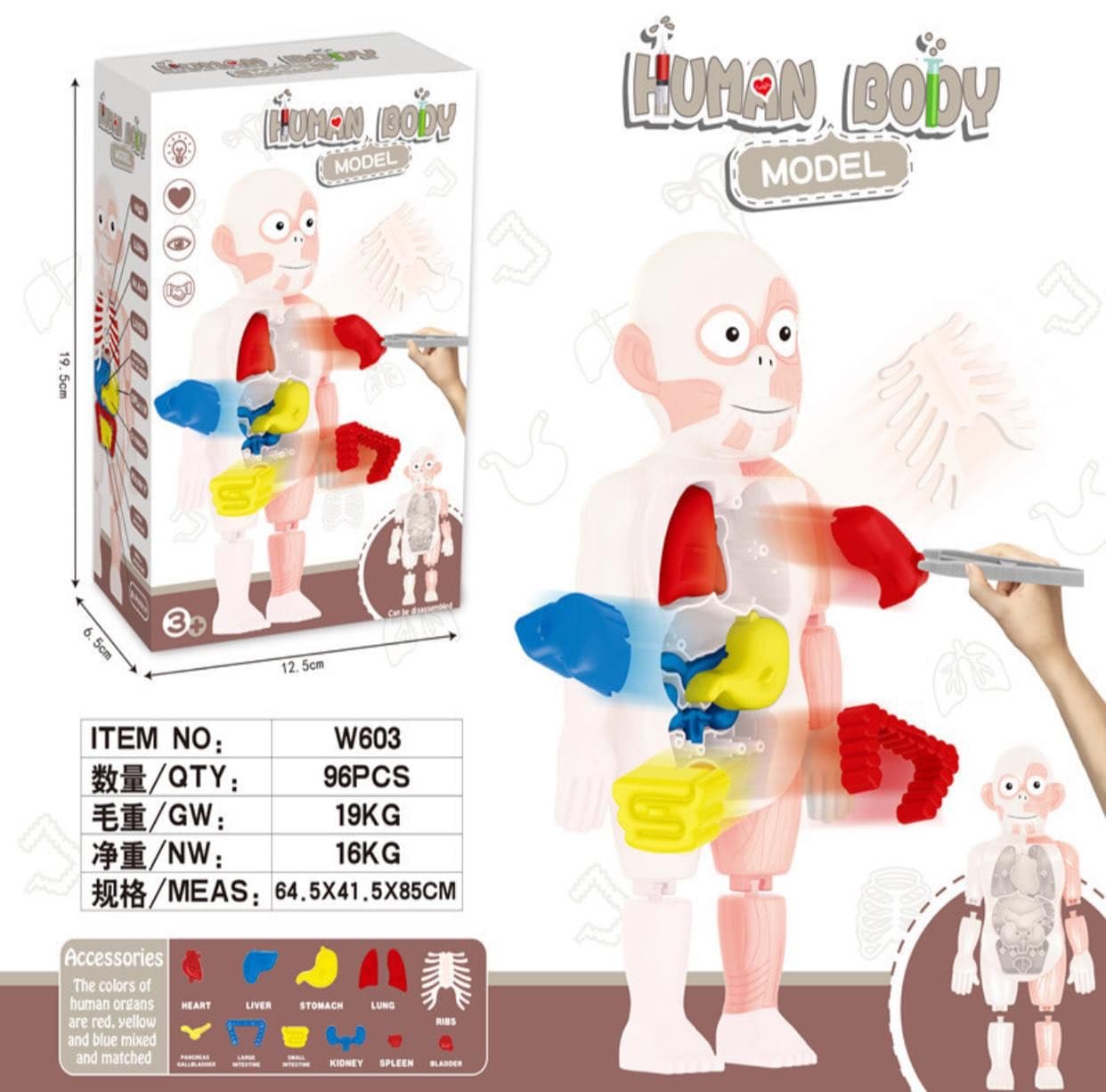 Модель человеческого тела для детей Human Body Model W603 оптом